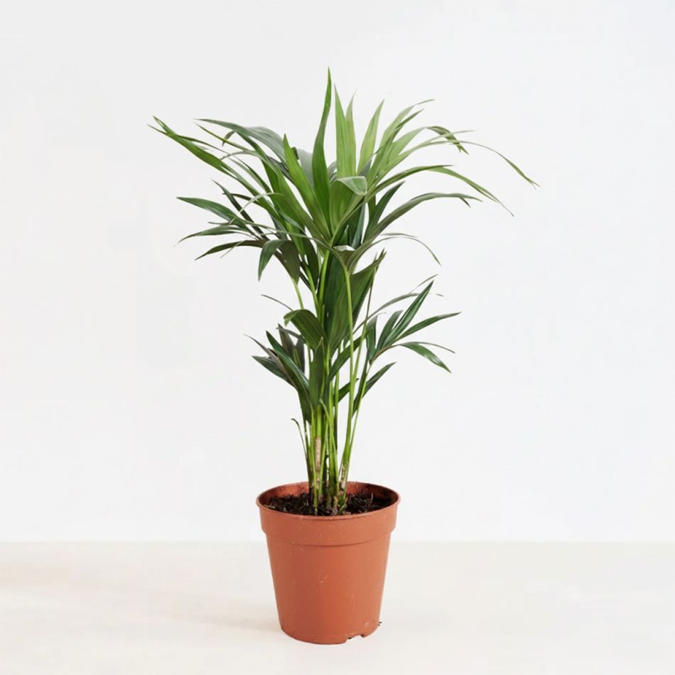 Plantje - pl-000001 -1