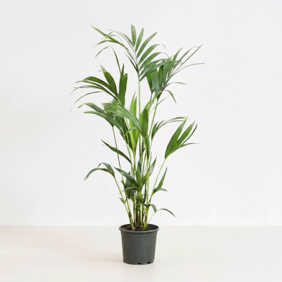 Plantje - pl-000002 -1