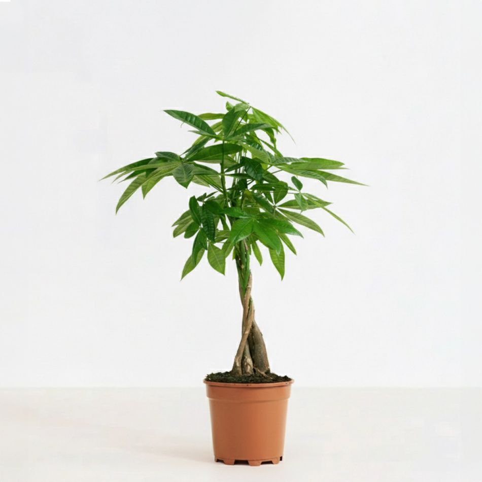 Plantje - pl-000003 - 1