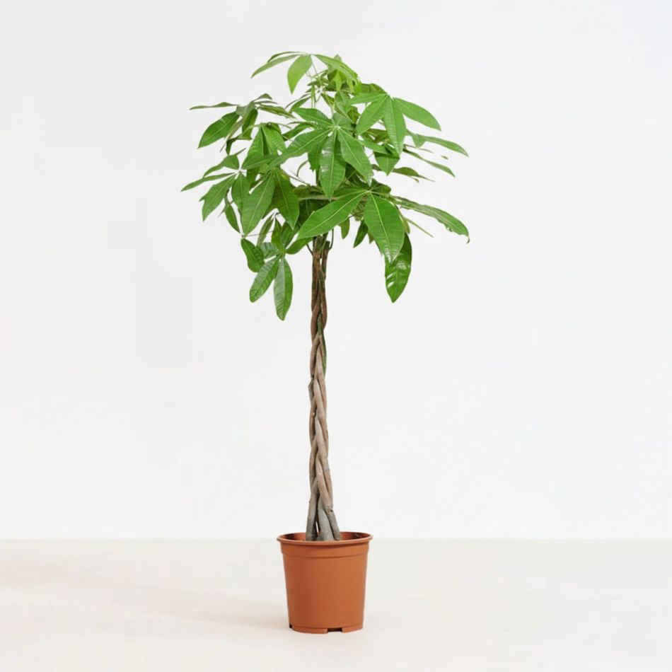 Plantje - pl-000004 - 1
