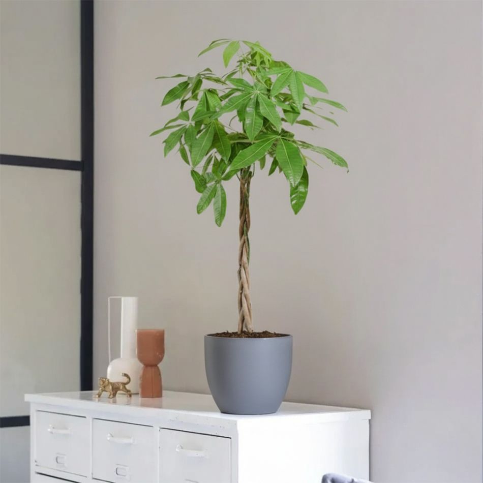 Plantje - pl-000004 - 2 1