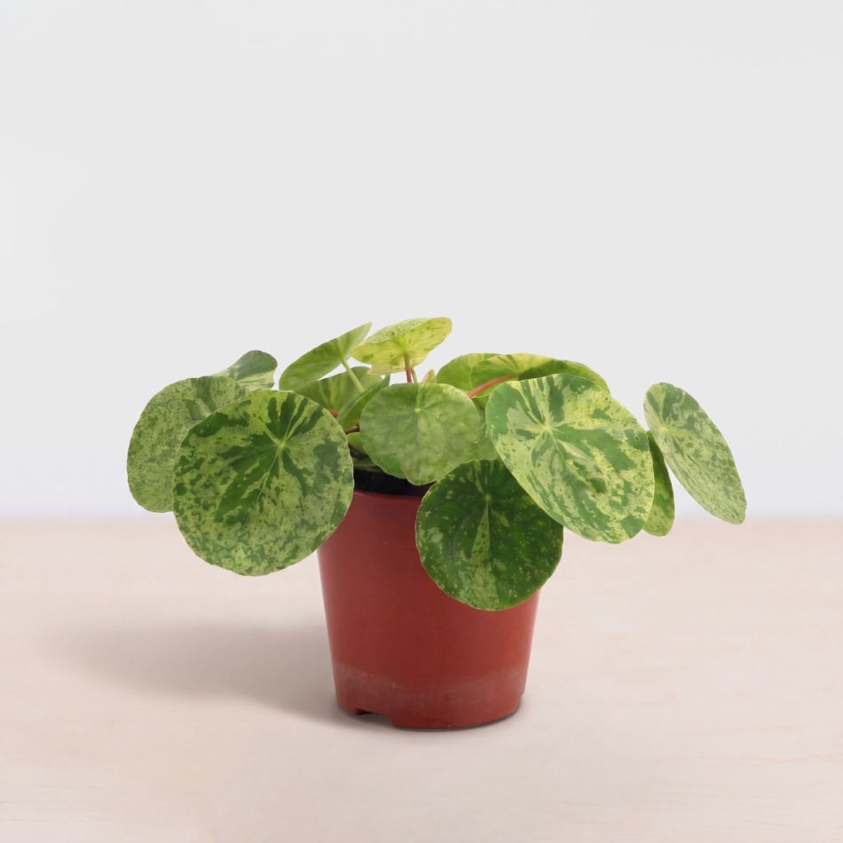 Plantje mojito 01 1