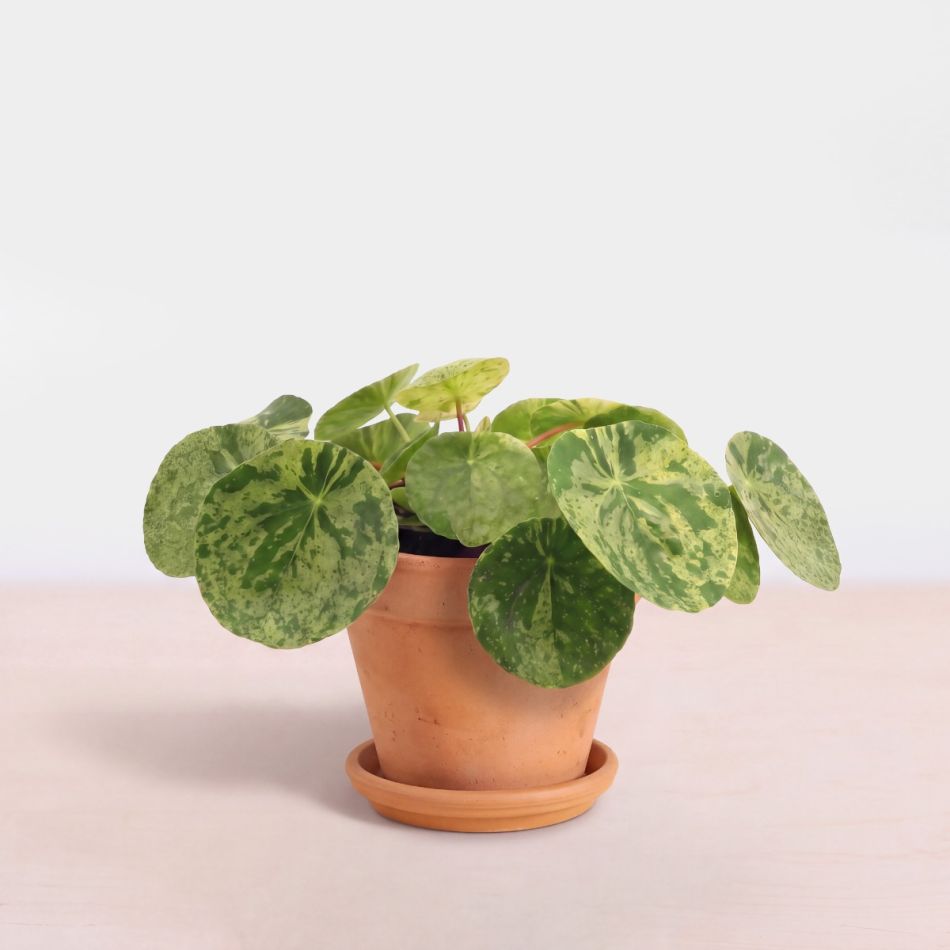 Plantje mojito 02 1