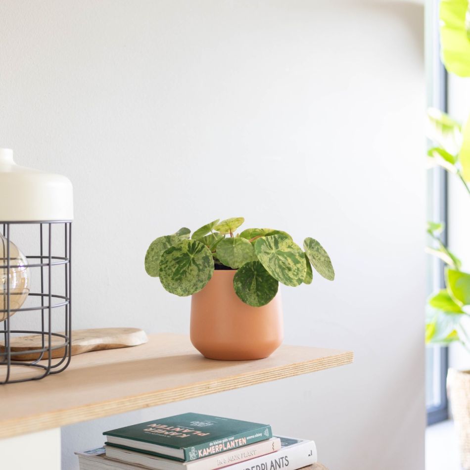 Plantje mojito 04