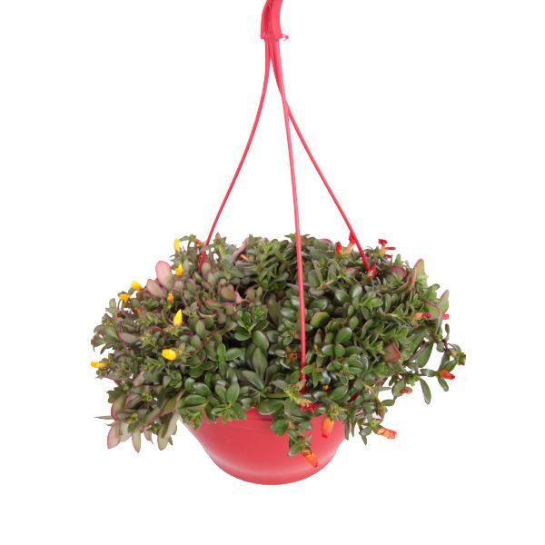portulaca carnaval