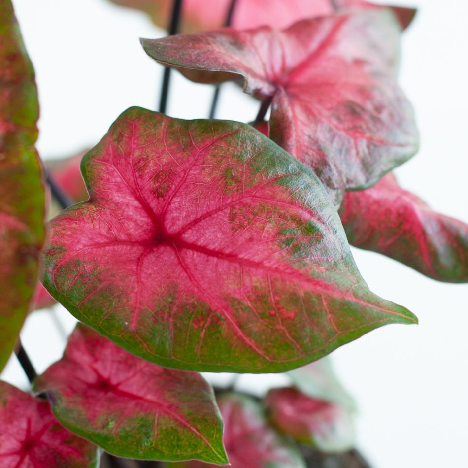 Caladium Postman Joyner - P12