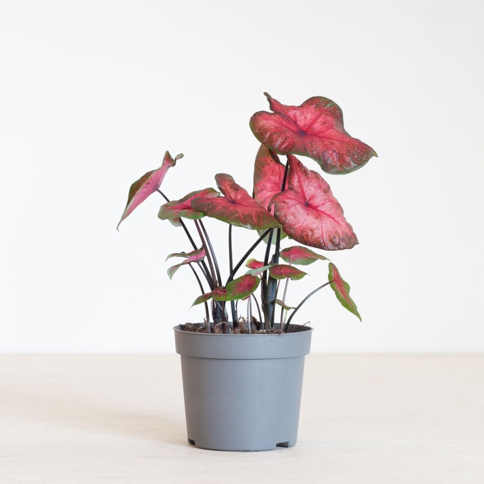 Caladium Postman Joyner - P12