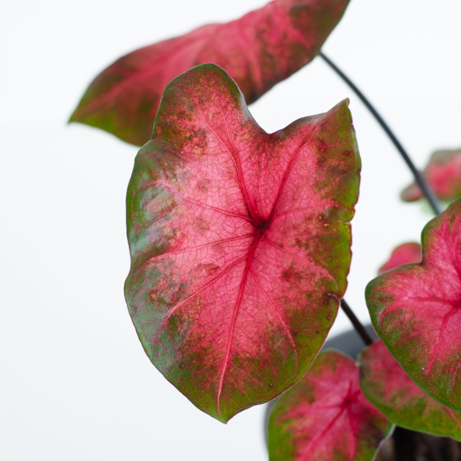 Caladium Postman Joyner - P12