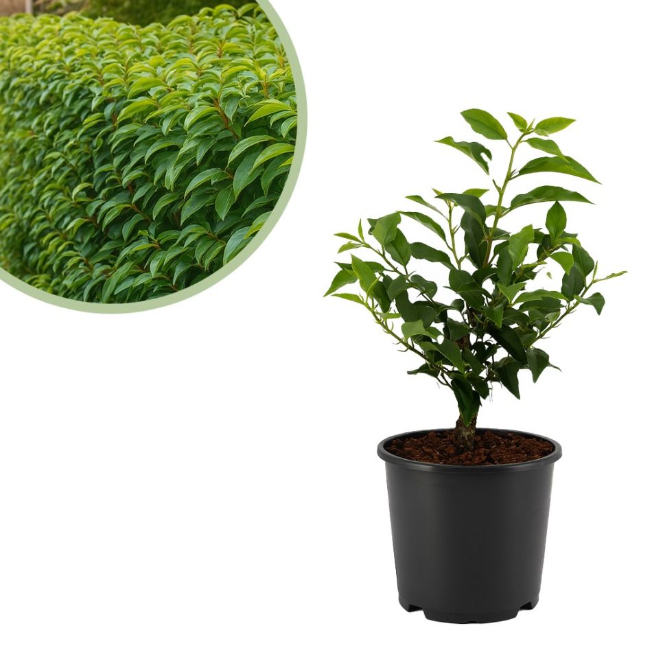 Prunus-lusitanica-angustifolia-p17