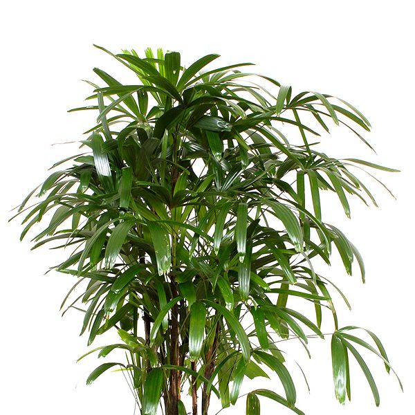 Rhapis excelsa blad