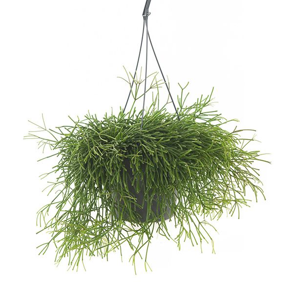 Rhipsalis Cassutha