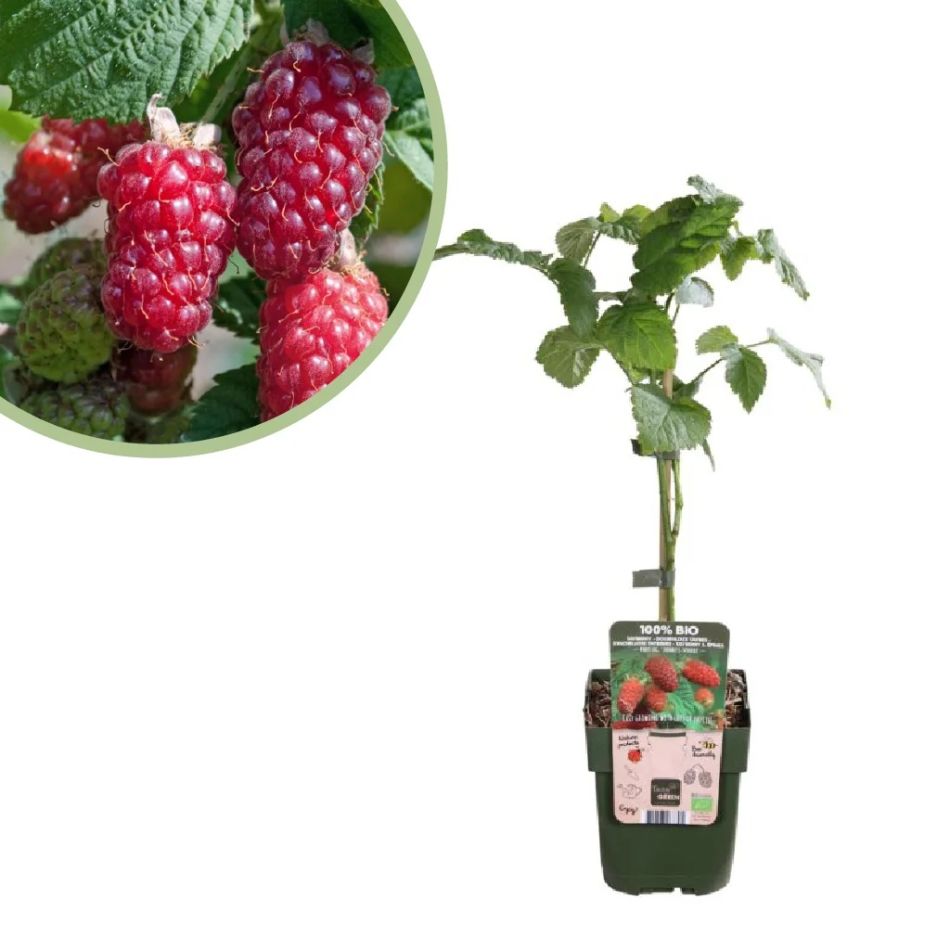 Rubus-tayberry-hybride-fruitplant-p13