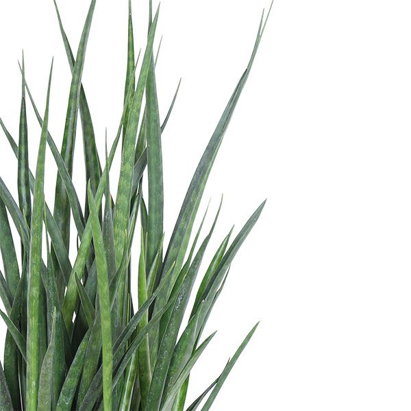 studentenplant