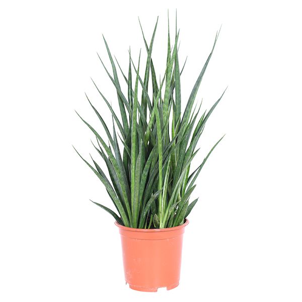 sansevieria kirkii