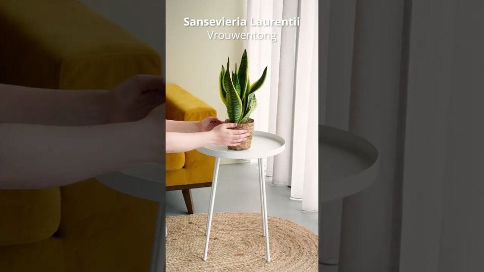 Sansevieria video