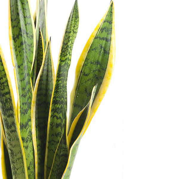 Sansevieria Laurentii