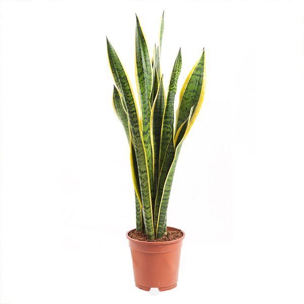 Sansevieria trifasciata laurentii