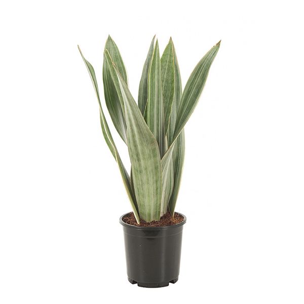 Sansevieria Metallica