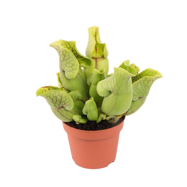 Sarracenia Purpurea Venosa