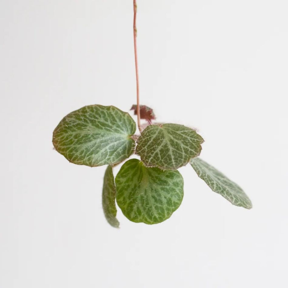 Saxifraga Stolonifera