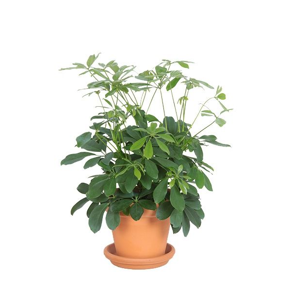 schefflera in terracotta