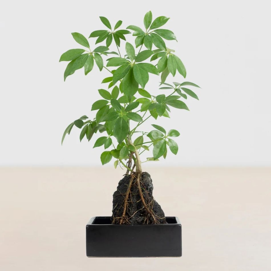 schefflera op lava