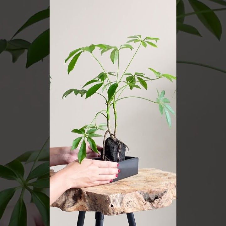 Schefflera-op-lavasteen