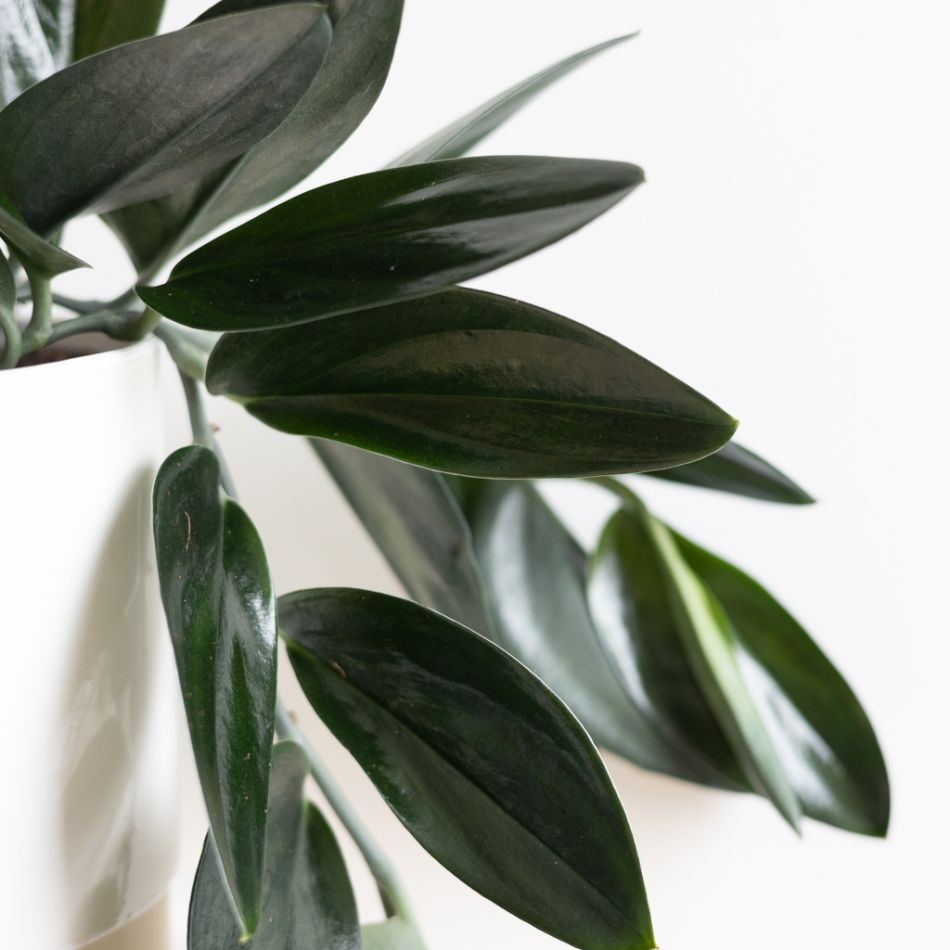 Scindapsus Treubii Dark blad