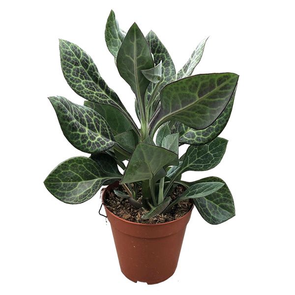 Senecio Kleinia