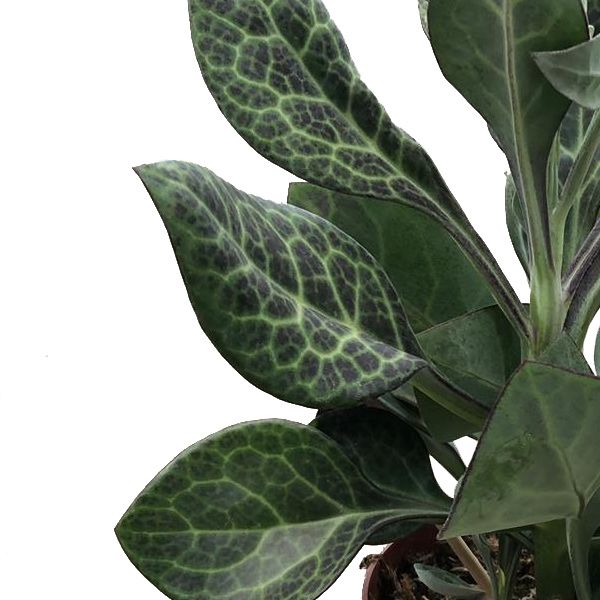 Senecio Kleinia nykensis