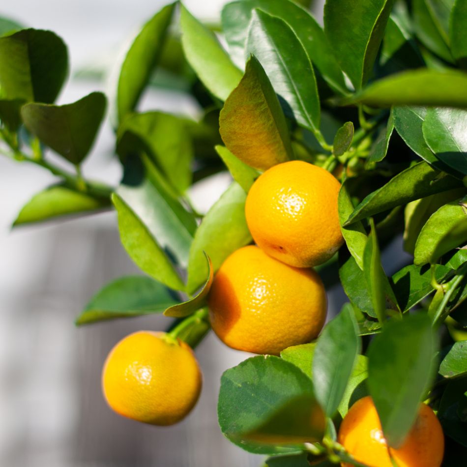 Citrus Calamondin - Mandarijnenboom - P21