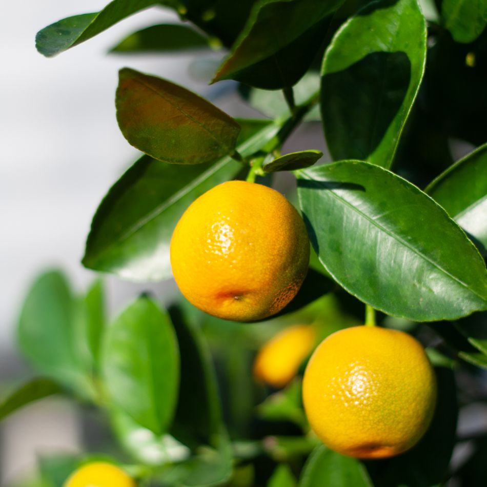 Citrus Calamondin - Mandarijnenboom - P21