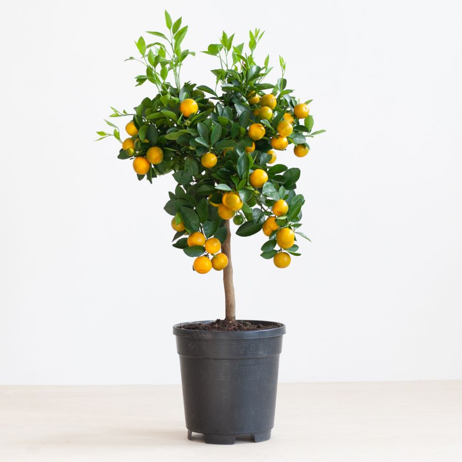 Citrus Calamondin