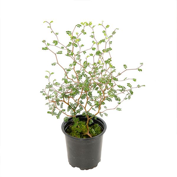 Sophora Prostrata