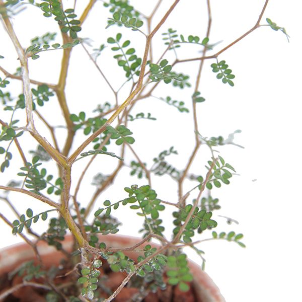 Sophora plant