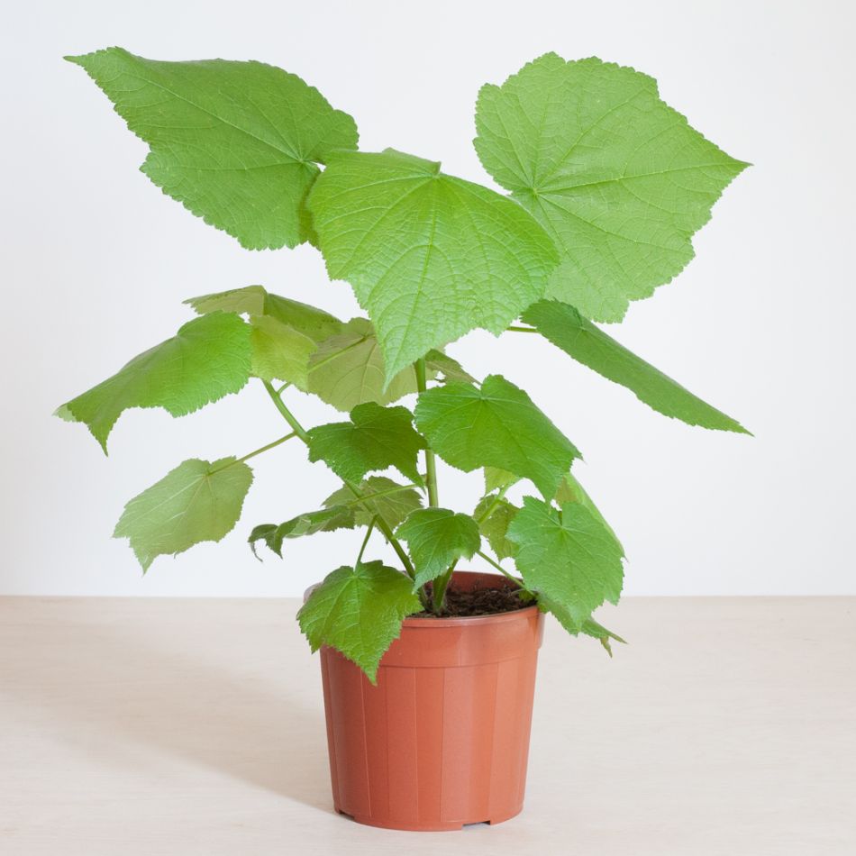 Sparmannia Africana - Kamerlinde - P17
