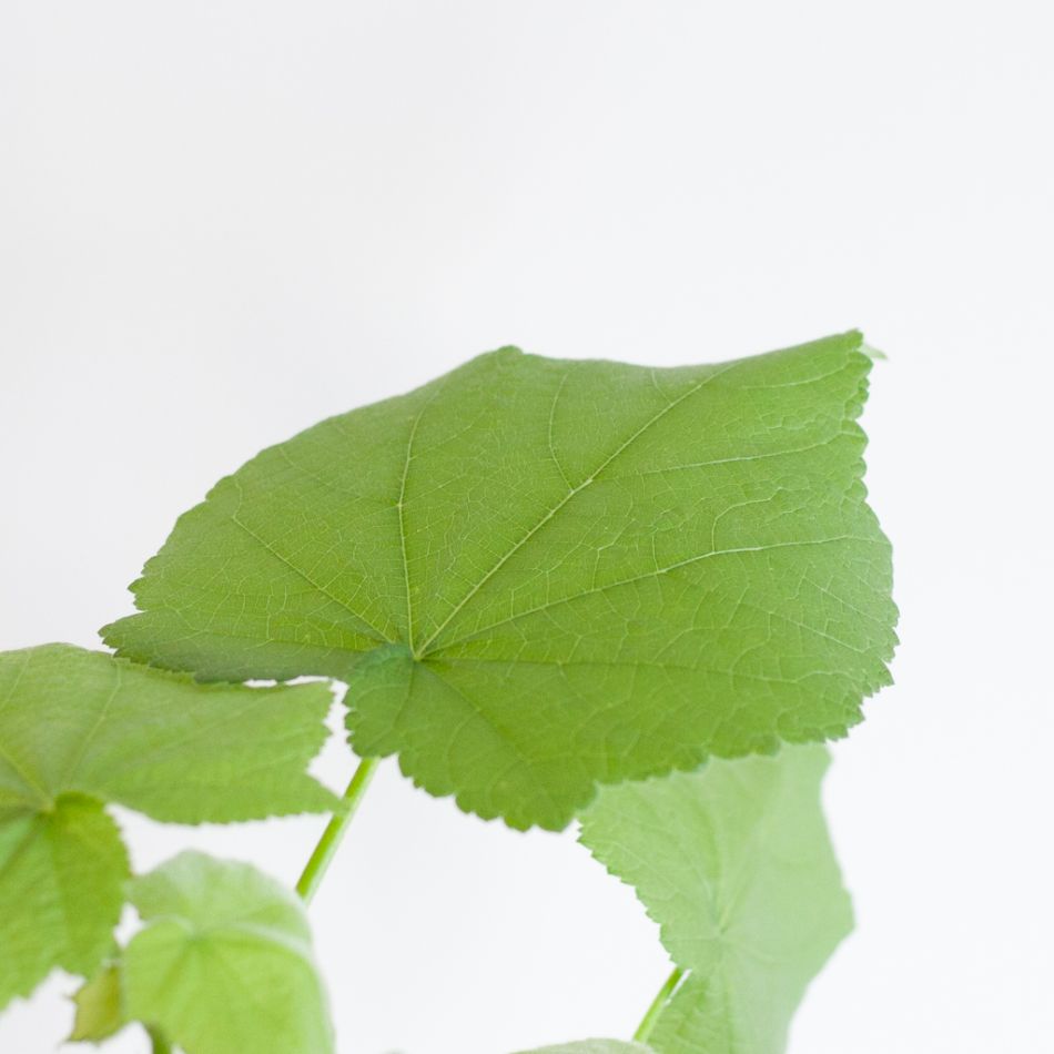 Sparmannia Africana - Kamerlinde - P17