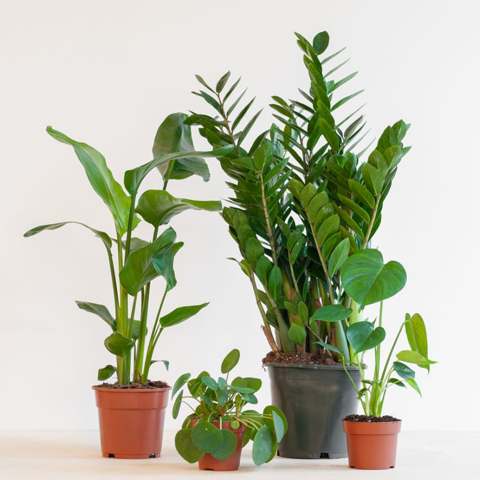 Musthave Plantenbox - 4 stuks