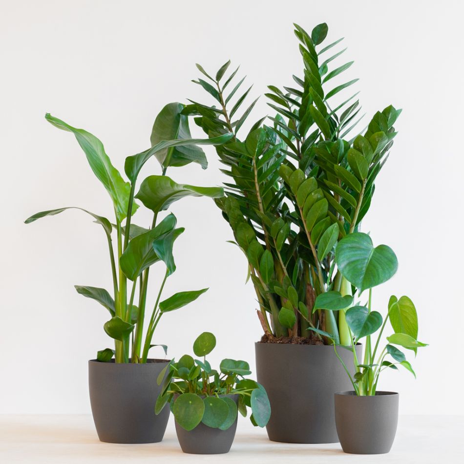 Musthave Plantenbox - 4 stuks
