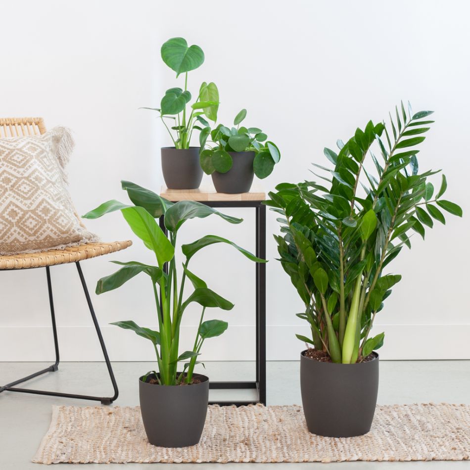 Musthave Plantenbox - 4 stuks