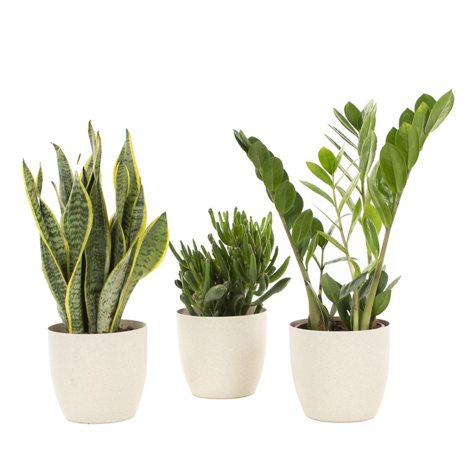 Sterke-plantenmix