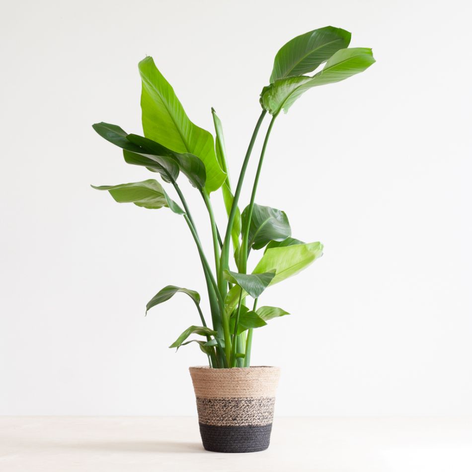 Strelitzia Nicolai - Paradijsvogelplant - inclusief Jute Lissabon Pot - Zwart - P19