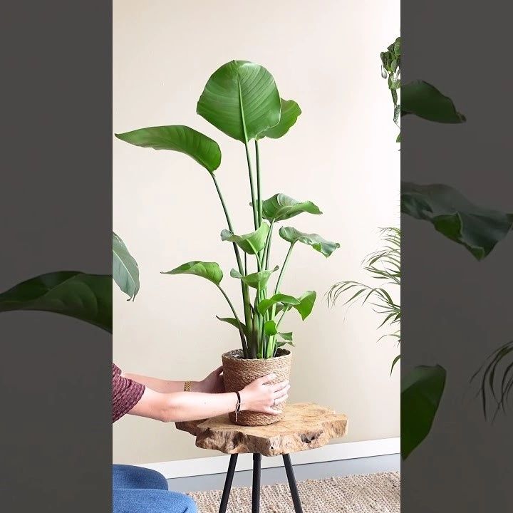 Strelitzia video