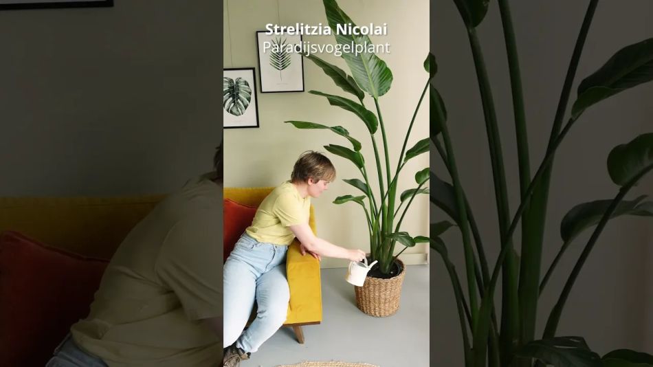 Strelitzia nicolai video