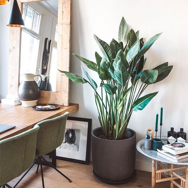 interieurplant