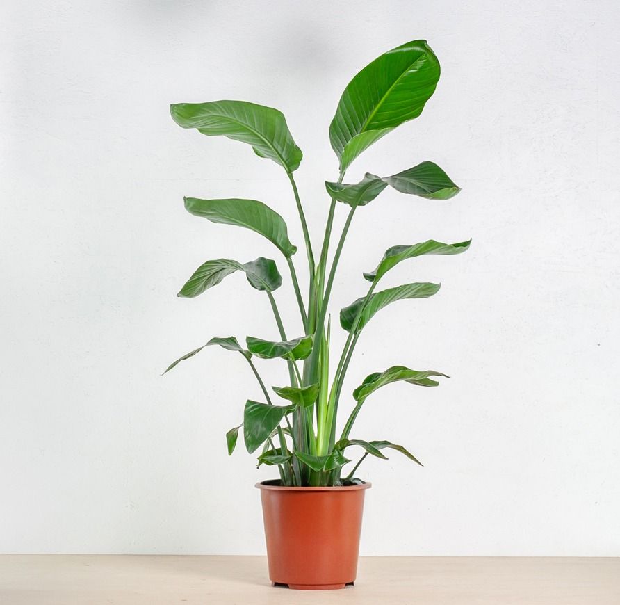strelitzia