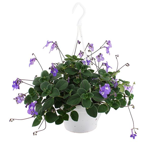 Streptocarpus Saxorum