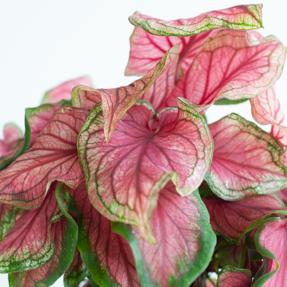 Caladium Sweetheart - P13