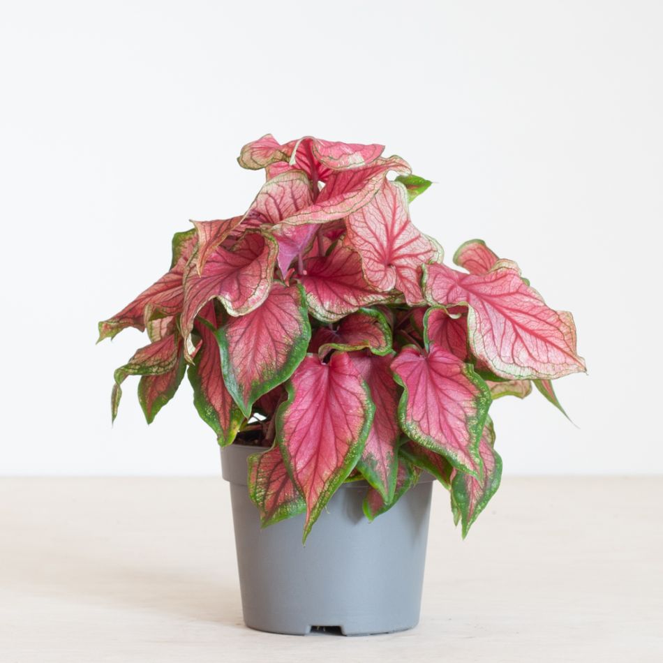 Caladium Sweetheart - P13