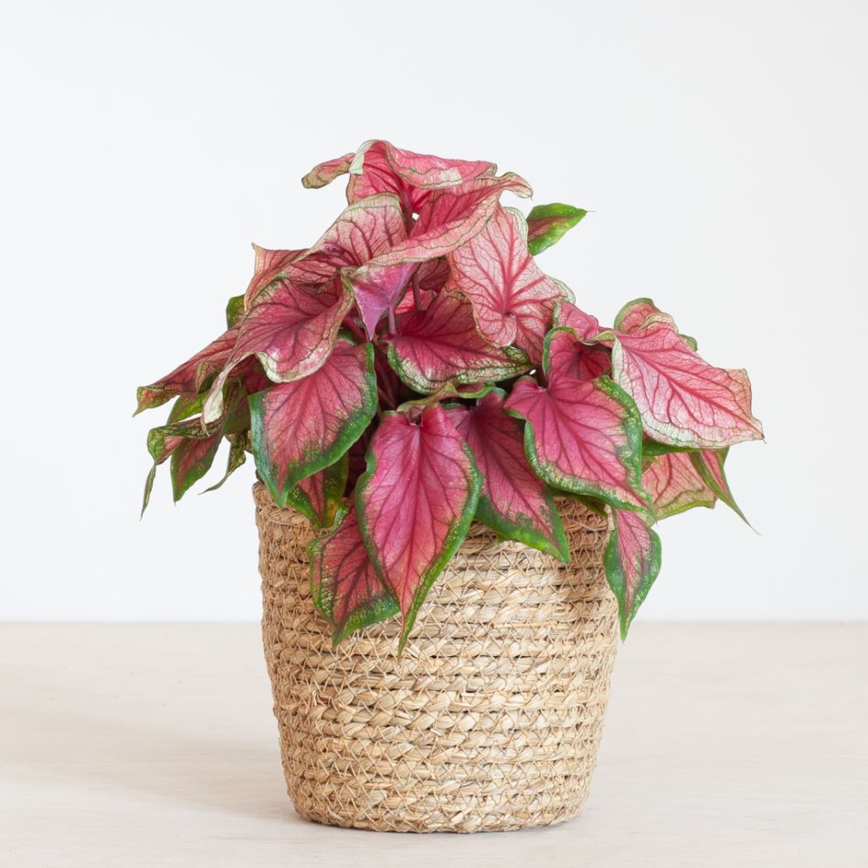 Caladium Sweetheart - P13